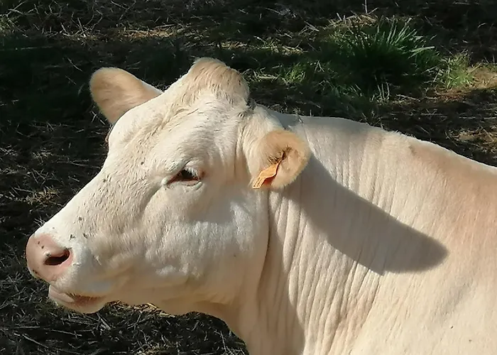 Moulin De La Haye * Marnes